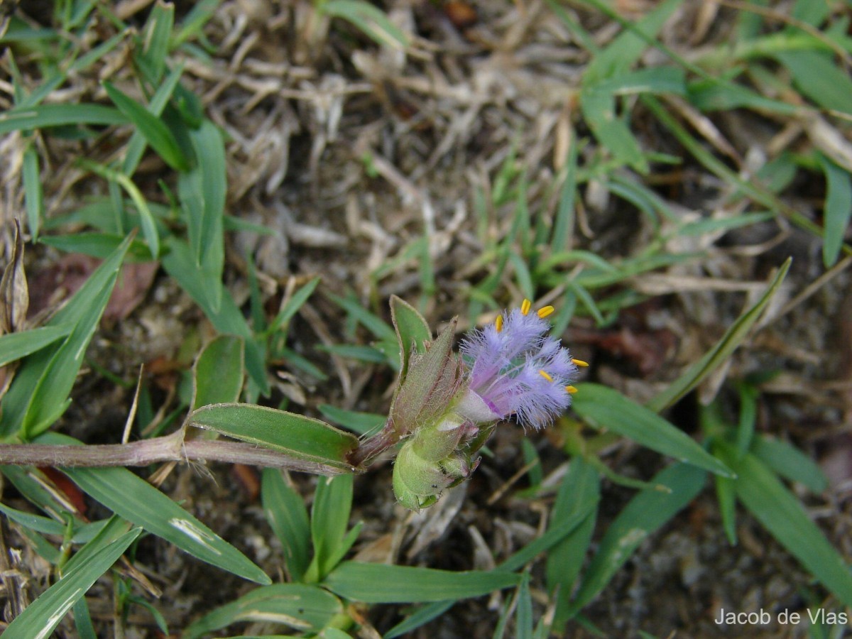 Cyanotis adscendens Dalzell